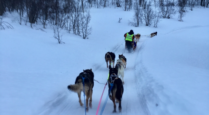 Husky sledding in Tromso:  becoming a musher
