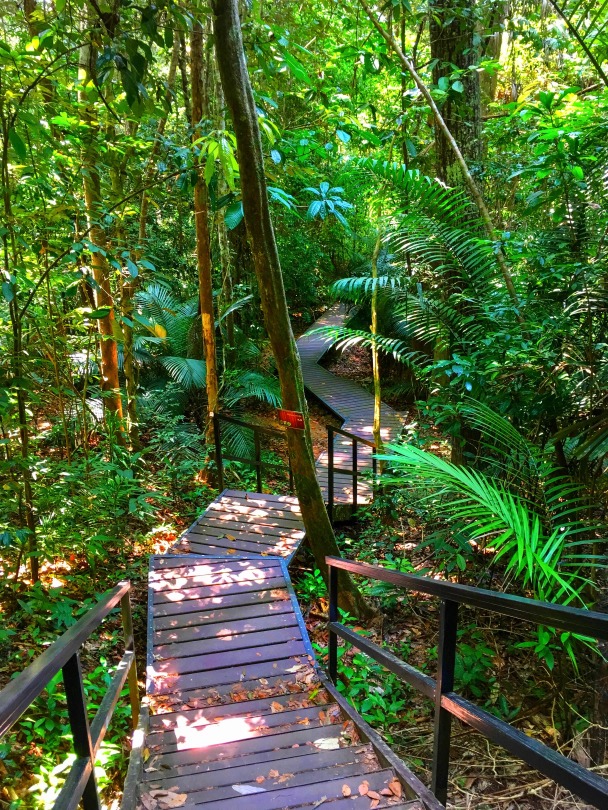 Taman Negara jungle, Malaysia