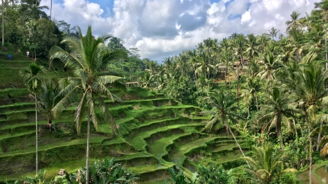 Tegalalang Rice Terrace, Ubud, Bali, Indonesia